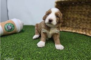 Cecilia - puppy for sale
