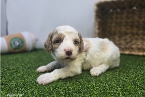 Eden - Mini Goldendoodle for sale