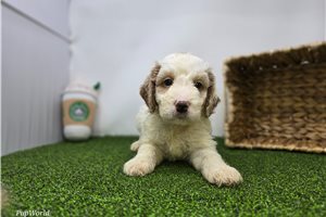 Callum - Goldendoodle, Mini for sale
