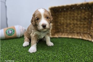 Christopher - puppy for sale