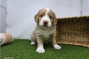 Camila - Goldendoodle, Mini for sale