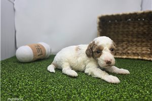 Elizabeth - Goldendoodle, Mini for sale