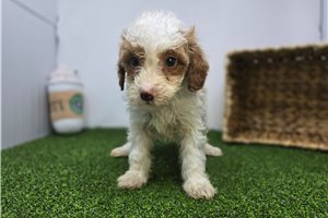 Elizabeth - Mini Goldendoodle for sale