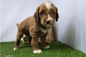 Camden - Mini Goldendoodle for sale