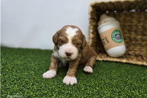 Austin - Goldendoodle, Mini for sale