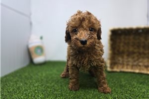 Ezra - Goldendoodle, Mini for sale