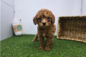 Eliana - Goldendoodle, Mini for sale