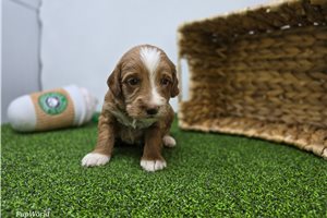 Camden - puppy for sale
