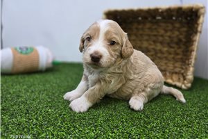 Claire - puppy for sale