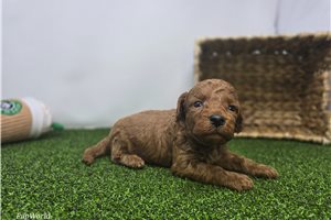 Ezra - puppy for sale
