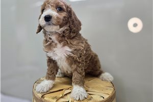 Derrick - puppy for sale