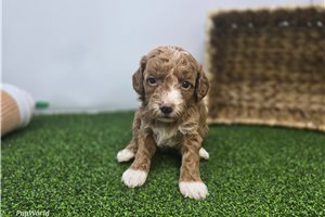 Eleanor - puppy for sale