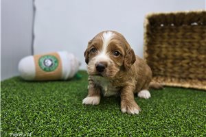 Christian - puppy for sale