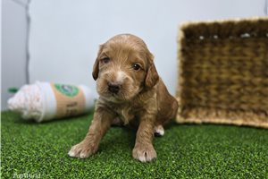 Connor - puppy for sale