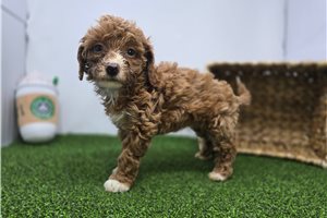 Eleanor - Goldendoodle, Mini for sale