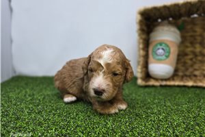 Adam - Goldendoodle, Mini for sale