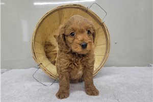 Mirabella - puppy for sale