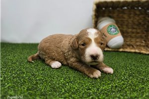 Archer - Goldendoodle, Mini for sale