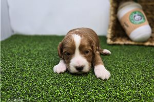 Arthur - Goldendoodle, Mini for sale