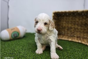 Chloe - Mini Goldendoodle for sale