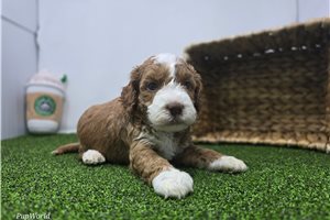 Austin - Mini Goldendoodle for sale