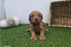 Emily - puppy for sale