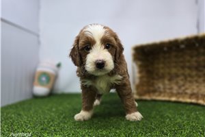 Cecilia - Goldendoodle, Mini for sale