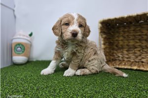 Claire - Mini Goldendoodle for sale