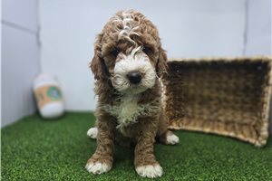 Arthur - Goldendoodle, Mini for sale