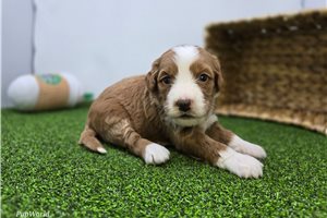 Catalina - puppy for sale