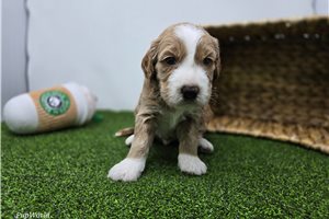 Calvin - Mini Goldendoodle for sale