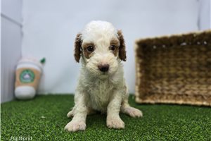 Crew - Goldendoodle, Mini for sale