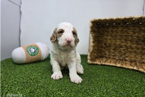 Chase - puppy for sale