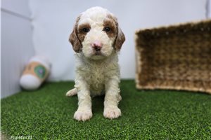 Chase - Goldendoodle, Mini for sale