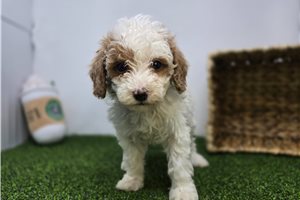 Eden - Goldendoodle, Mini for sale