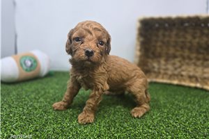 Eliana - puppy for sale