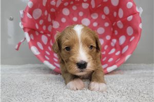 Diane - puppy for sale
