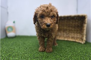 Elias - Mini Goldendoodle for sale