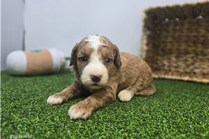 Evelyn - puppy for sale