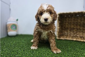 Evelyn - Goldendoodle, Mini for sale