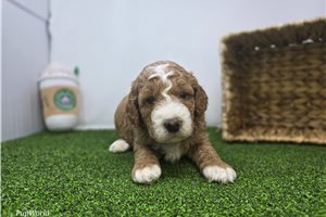 Arthur - Goldendoodle, Mini for sale