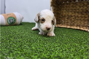Crew - puppy for sale