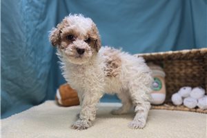 Dusk - Goldendoodle, Mini for sale