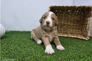 Caroline - puppy for sale