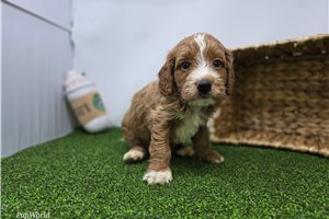 Christian - Mini Goldendoodle for sale