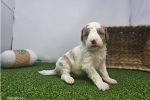 Elijah - puppy for sale