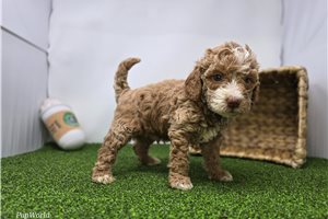 Colton - Goldendoodle, Mini for sale