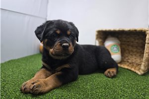 Clayton - puppy for sale