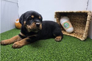 Cyrus - puppy for sale