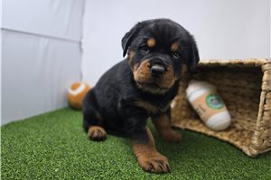 Corduroy - puppy for sale